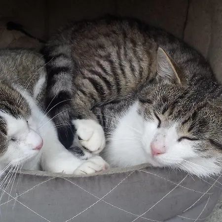 Wellness Janosikov Dvor 4* Zázrivá